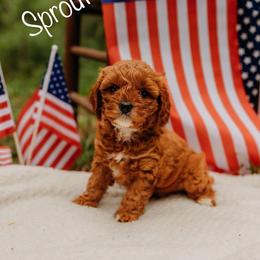 Cavapoo Puppies from Foggy Timber Kennels