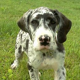 Great Danes from Sweet Baby Danes
