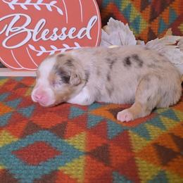 Red Merle Female - Red merle female Australian Shepherd puppy in Crossville, Alabama from Bluff View Aussies