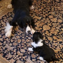 English Springer Spaniel Puppies from Brandywine Springers