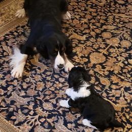 English Springer Spaniel Puppies from Brandywine Springers