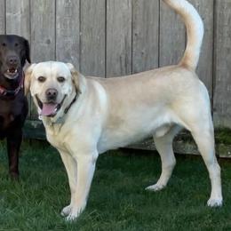Labrador Retrievers from Loving Heart Labs