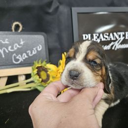The Great Gazoo - Black brown and white male Basset Hound puppy in Pleasant Lake, Michigan from Pleasant Bay Basset Hounds