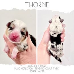 Thorne - Blue merle and white male American Corgi puppy in Santaquin, Utah from Blacktail Mountain Corgis