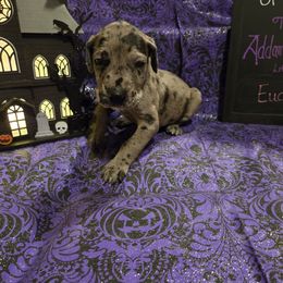 Girl 3 - female Great Dane puppy in Batavia, New York from White House of Danes