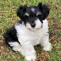 Miniature Schnauzers from KK’s Krazy Kennels