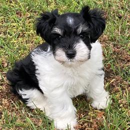 Miniature Schnauzers from KK’s Krazy Kennels