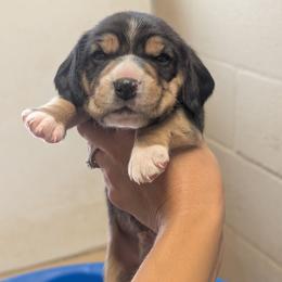 Porter - Black tan and white male Beagle puppy in Baltimore, Maryland from Country Acres Farm