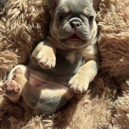 Lumi - Tricolors female French Bulldog puppy in Tampa, Florida from 5 Star Bullies