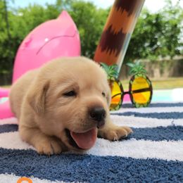 Labrador Retriever Puppies from Texas Finest English Labradors