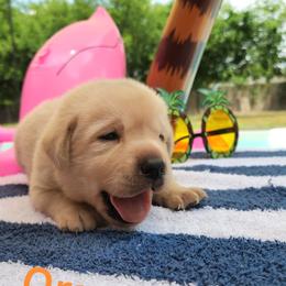 Labrador Retriever Puppies from Texas Finest English Labradors