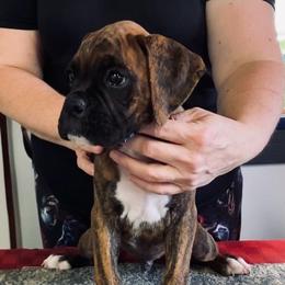 Boxer Puppies from Charron Boxers