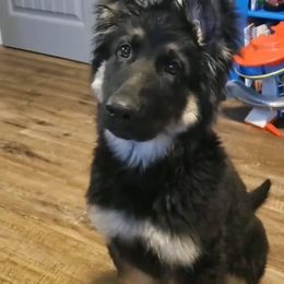 German Shepherd Puppies from Alte Schule Shepherds