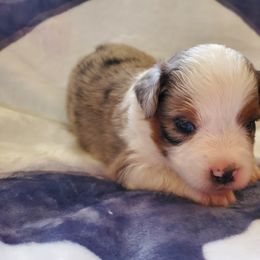 Miniature American Shepherd Puppies from Marquise Miniature American Shepherd