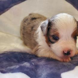 Miniature American Shepherd Puppies from Marquise Miniature American Shepherd