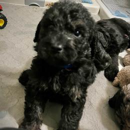 Sycamore - Black and tan male Assorted Doodle Crosses puppy in Kansas City, Missouri from Beary GoldenDoodles