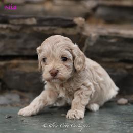 Nia - Buff female Cockapoo puppy in Canastota, New York from Silver City Cockapoos
