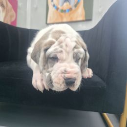 Jack - Harlequin male Great Dane puppy in Granby, Missouri from HCR Great Danes