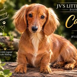 CC - Dachshund