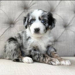 Blueberry🫐 - Blue merle female Aussiedoodle puppy in Granbury, Texas from Triple Cross Doodles