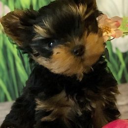 Biewer Terrier and Yorkshire Terrier Puppies from Wisteria Yorkies