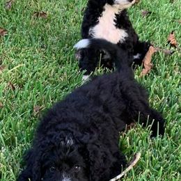 Bernedoodles from Whispering Oaks Bernedoodles