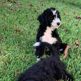 Bernedoodles from Whispering Oaks Bernedoodles