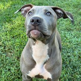Mimosa - Blue female American Bully puppy in Virginia from Terminal Velocity Kennels LLC