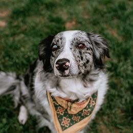 Miniature Australian Shepherds from Danni Cox