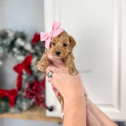 Aspen 9-15lbs - Red  female Goldendoodle puppy in Cedar City, Utah from Cedar Doodles- Home of the Teddybear Goldendoodle