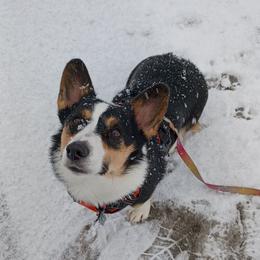 Maple - Pembroke Welsh Corgi
