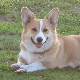 Pembroke Welsh Corgis from Early Paw Prints