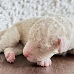 Suzuki 'Suki' - Cream female Goldendoodle puppy in Dayton, Ohio from Perks Court Doodles