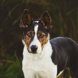 Valor - Border Collie
