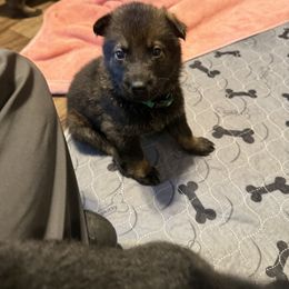 Green - Sable female German Shepherd puppy in Ottawa, Kansas from Weberhaus German Shepherds