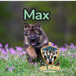 Max - Sable female German Shepherd puppy in Murrayville, Georgia from Vom Clark’s German Shepherds