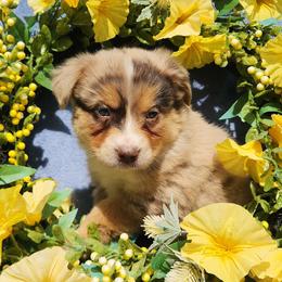 Tilly - Red merle female Miniature Australian Shepherd puppy in Sandown, New Hampshire from Ashby Lou Aussies