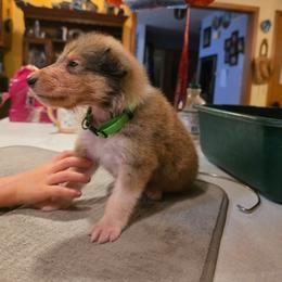 Lime - Sable male Collie puppy in Wykoff, Minnesota from Country Collies