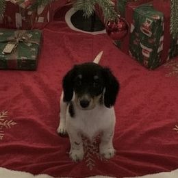 Boy 3- Midnight - Black and cream male Dachshund puppy in Wolf Lake, Indiana from Canisteo Dachshunds