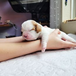 Snow White - Blenheim female Cavalier King Charles Spaniel puppy in Menifee, California from Southern California Cavaliers