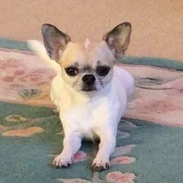 Chihuahuas from Chambray