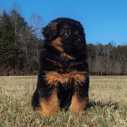 Blue Collar - Male - Black and red male German Shepherd puppy in Charlotte, North Carolina from Zuflucht K9s