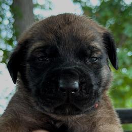 Frankie - Fawn female Mastiff puppy in Wewoka, Oklahoma from P Diamond Mastiffs