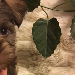 Miniature Schnauzers from Clarice’s Lil Paws