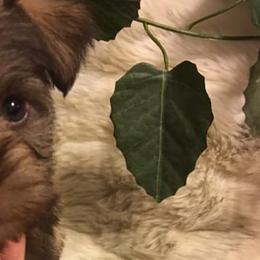 Miniature Schnauzers from Clarice’s Lil Paws