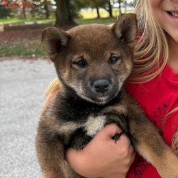 Skye - Sesame female Shiba Inu puppy in Covington, Ohio from Rustic Country Shibas