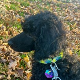 Samson - Black male Poodle puppy in Gallatin, Tennessee from BRosie 9  Standard Poodles