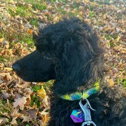 Samson - Black male Poodle puppy in Gallatin, Tennessee from BRosie 9  Standard Poodles