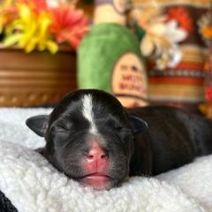 TBD 3 - Brindle male Staffordshire Bull Terrier puppy in Houston, Texas from Breaking Bad Staffords