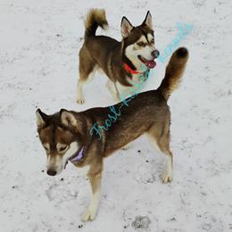 Siberian Husky puppies from Frost-Kissed Kennels